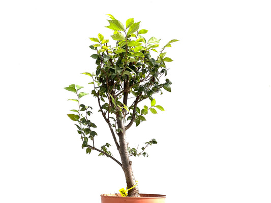 Zelkova Serrata 2611