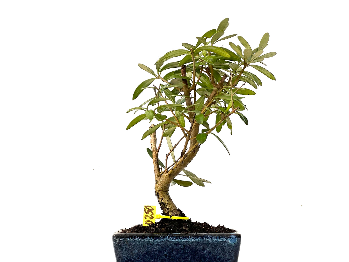 Olea Europaea 0250