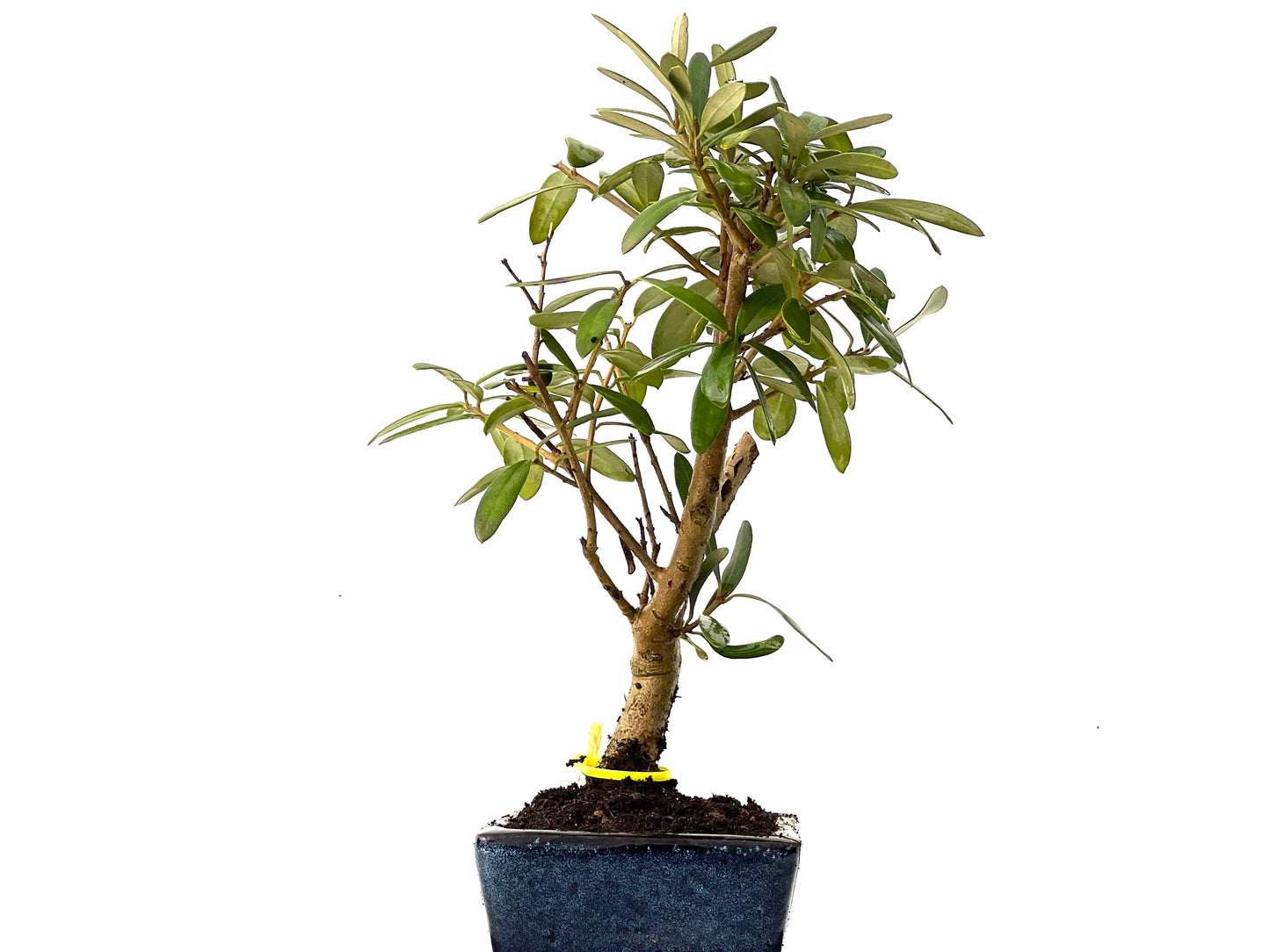Olea Europaea 0250