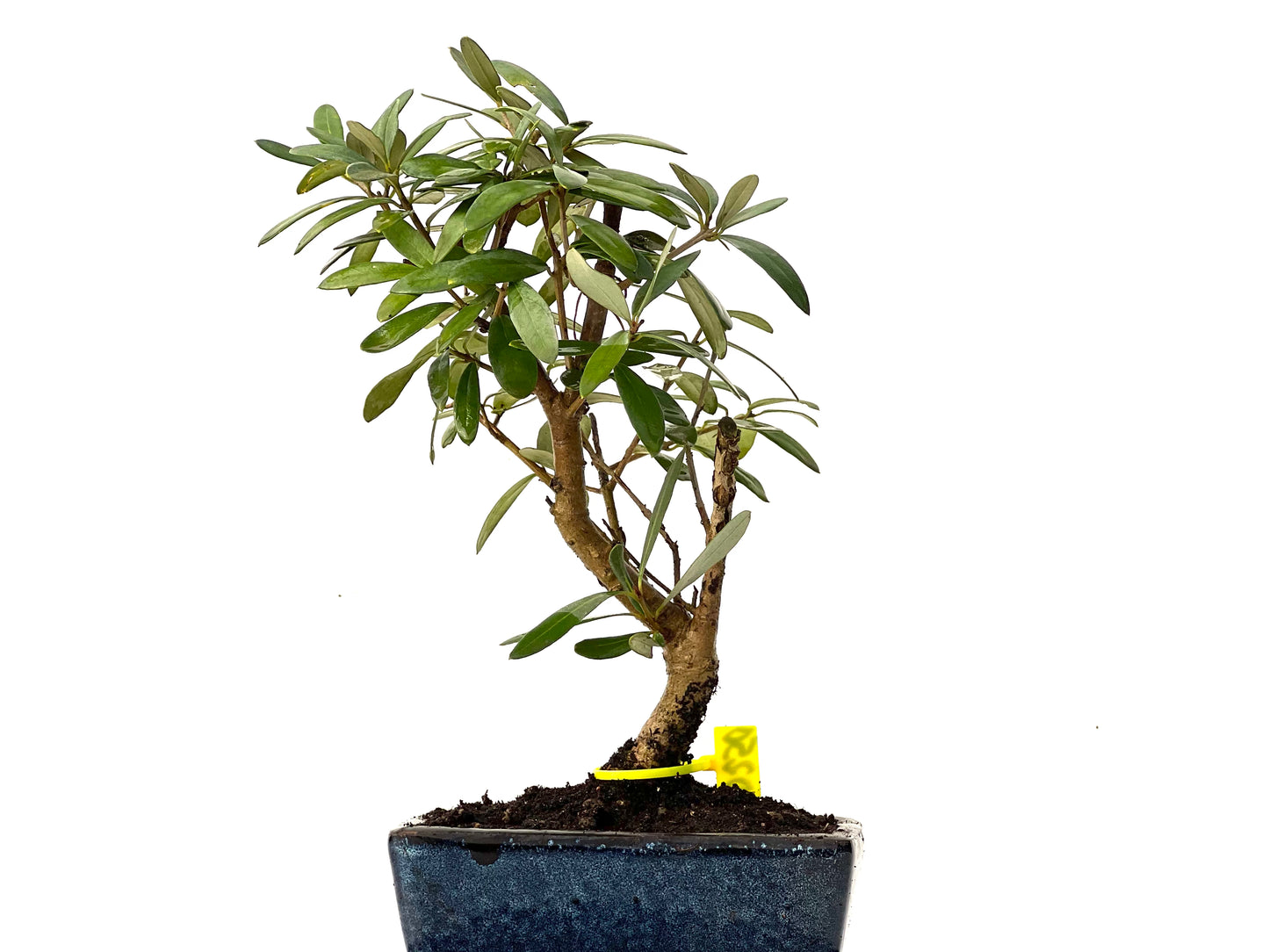Olea Europaea 0250
