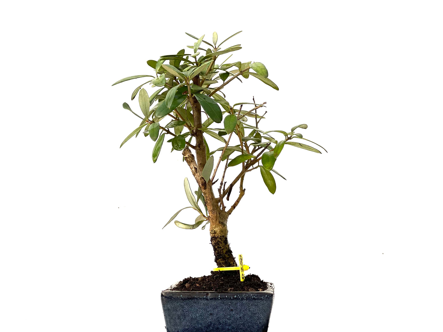Olea Europaea 0250