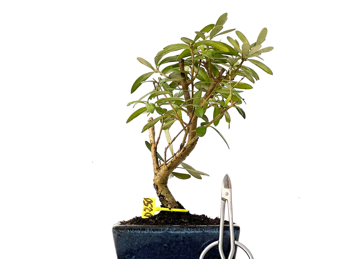 Olea Europaea 0250