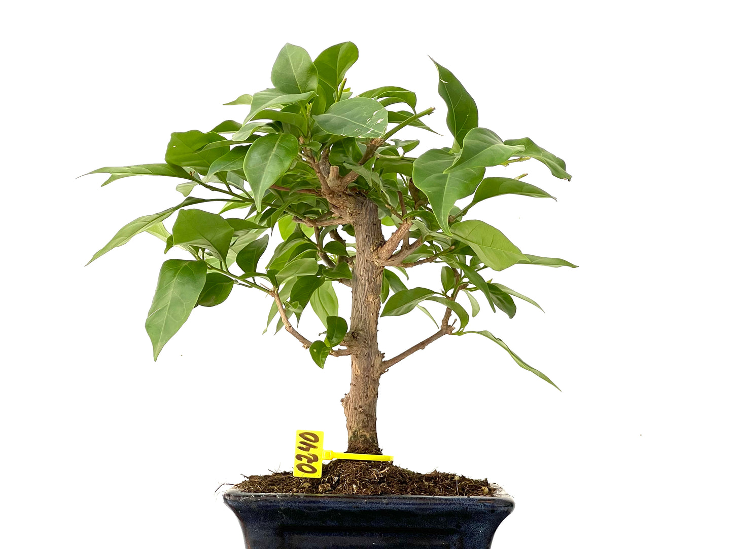 Buganvilla Glabra 0240