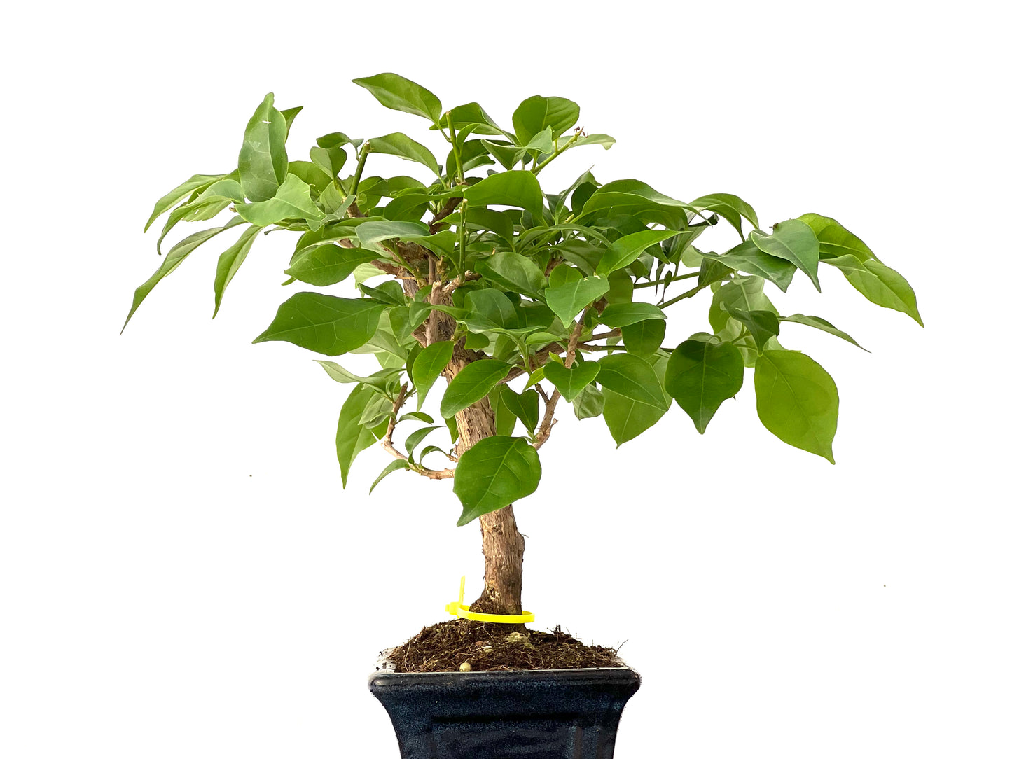 Buganvilla Glabra 0240