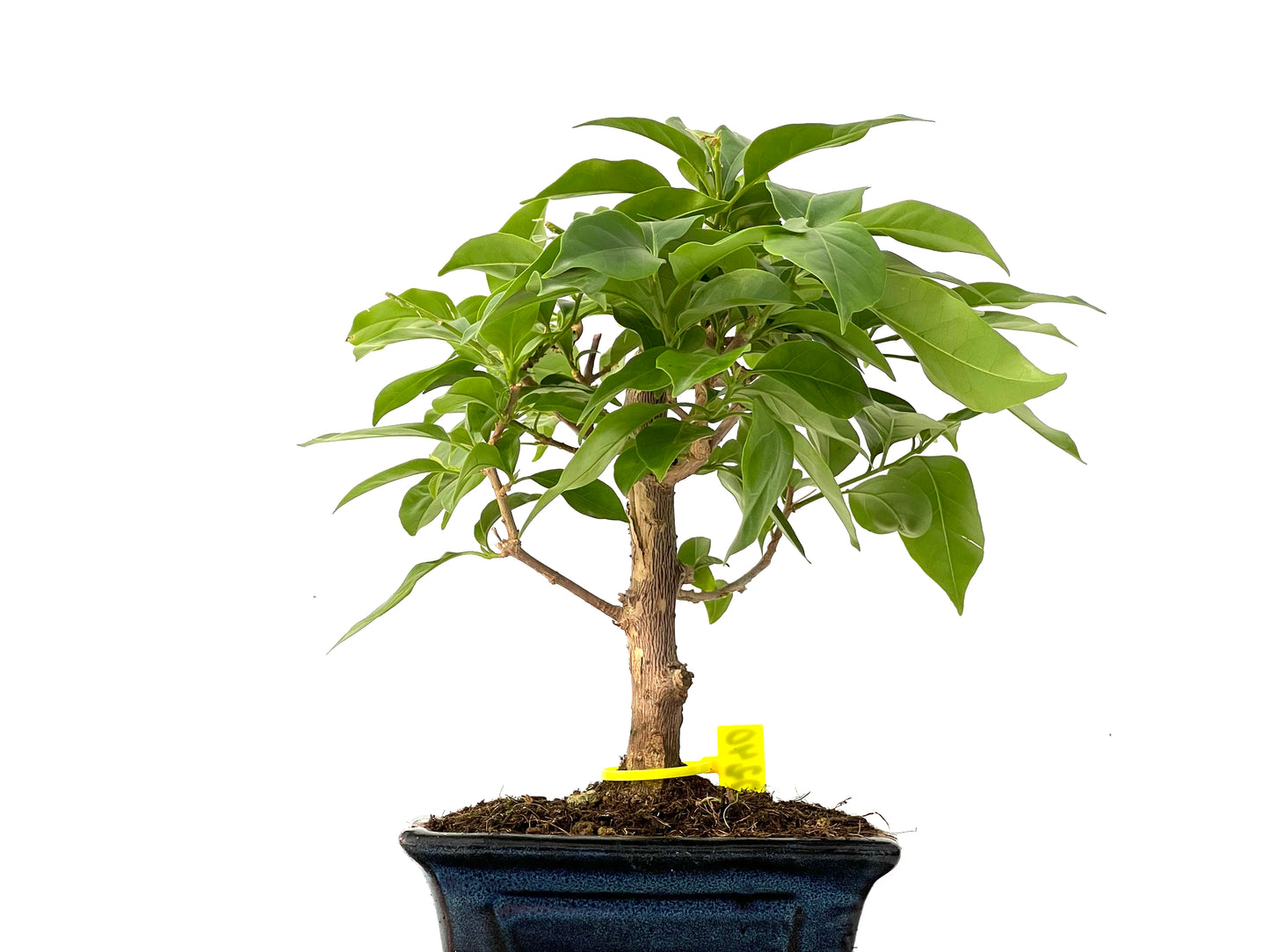 Buganvilla Glabra 0240