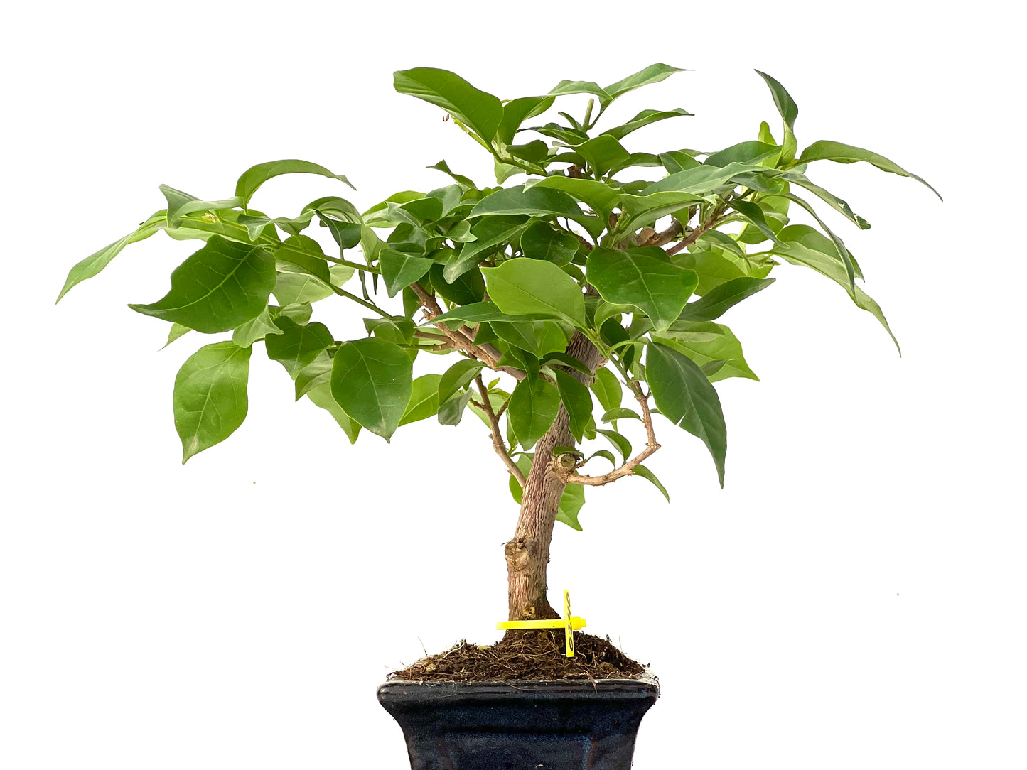 Buganvilla Glabra 0240