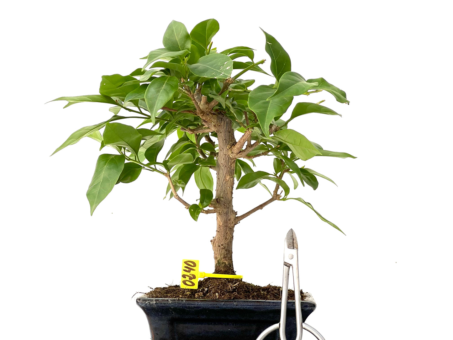 Buganvilla Glabra 0240