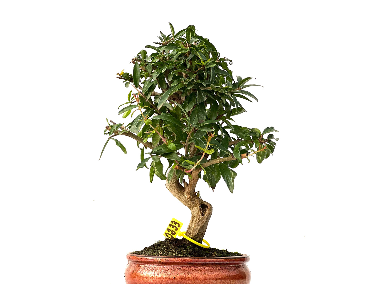 Punica Granatum Nejikan 0233