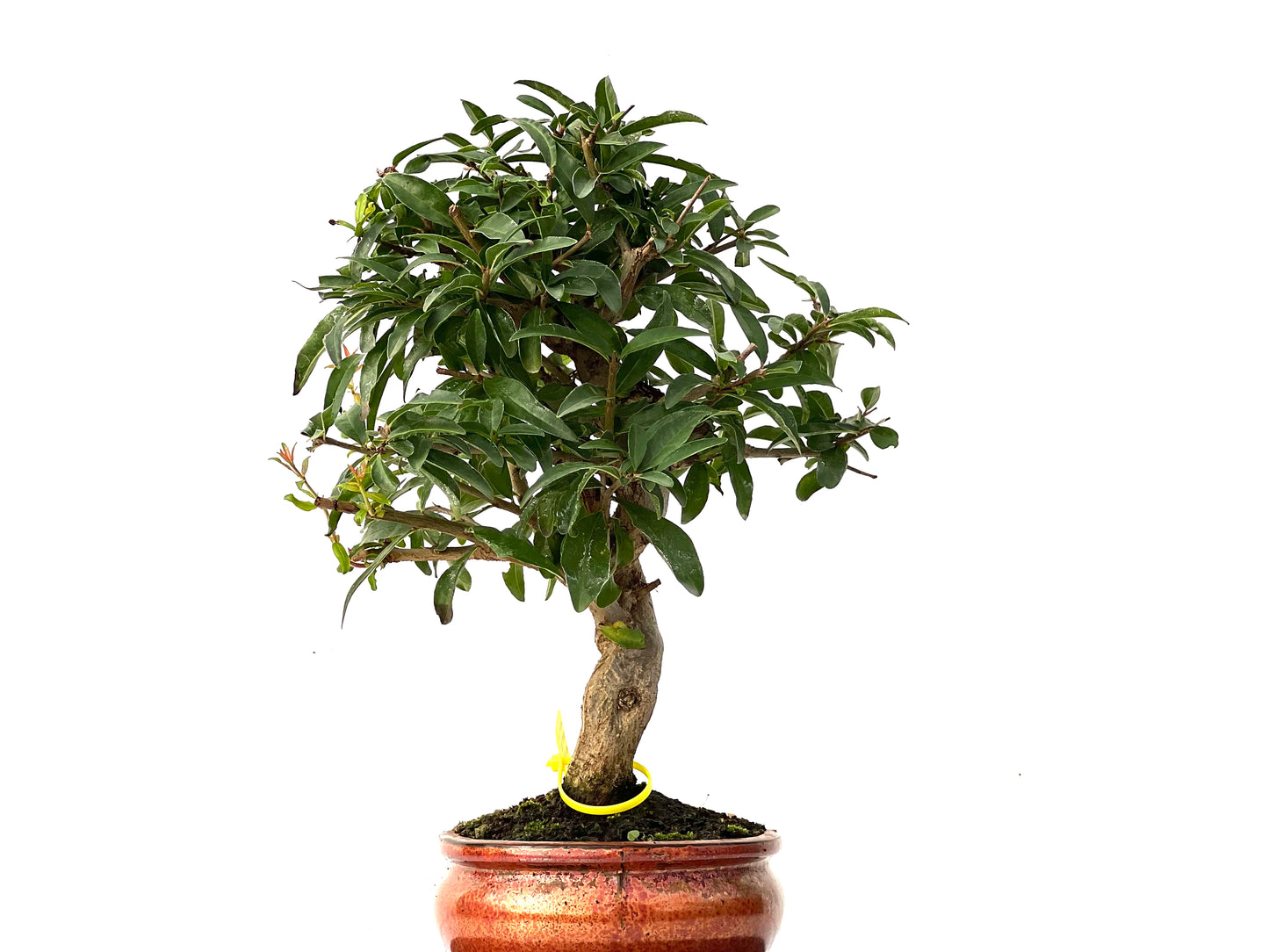 Punica Granatum Nejikan 0233