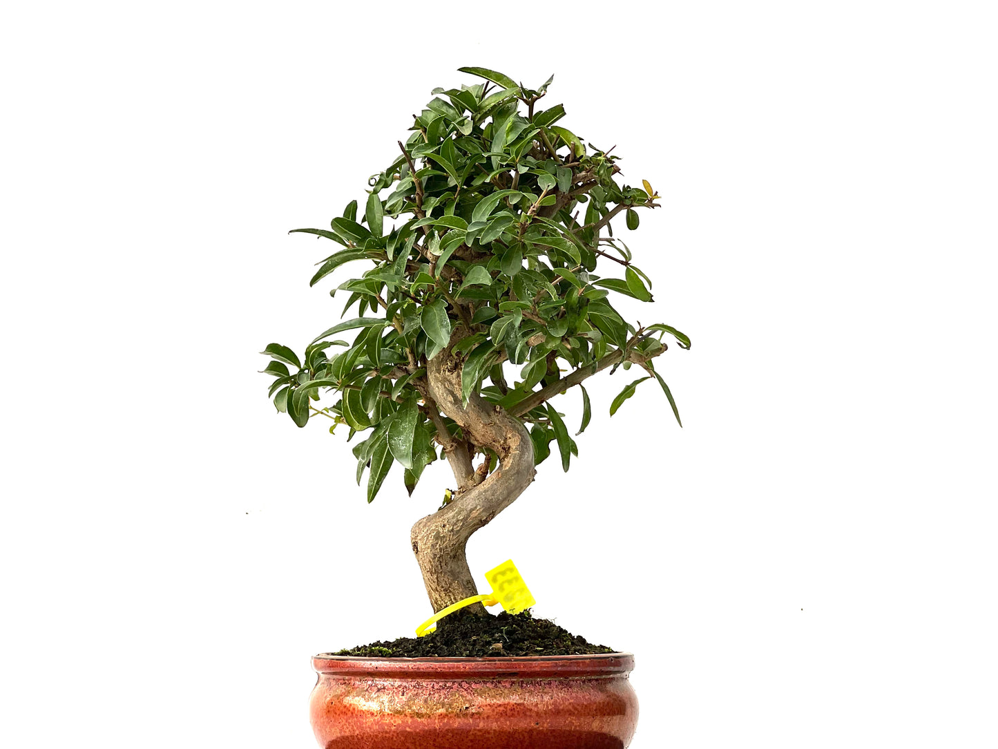 Punica Granatum Nejikan 0233