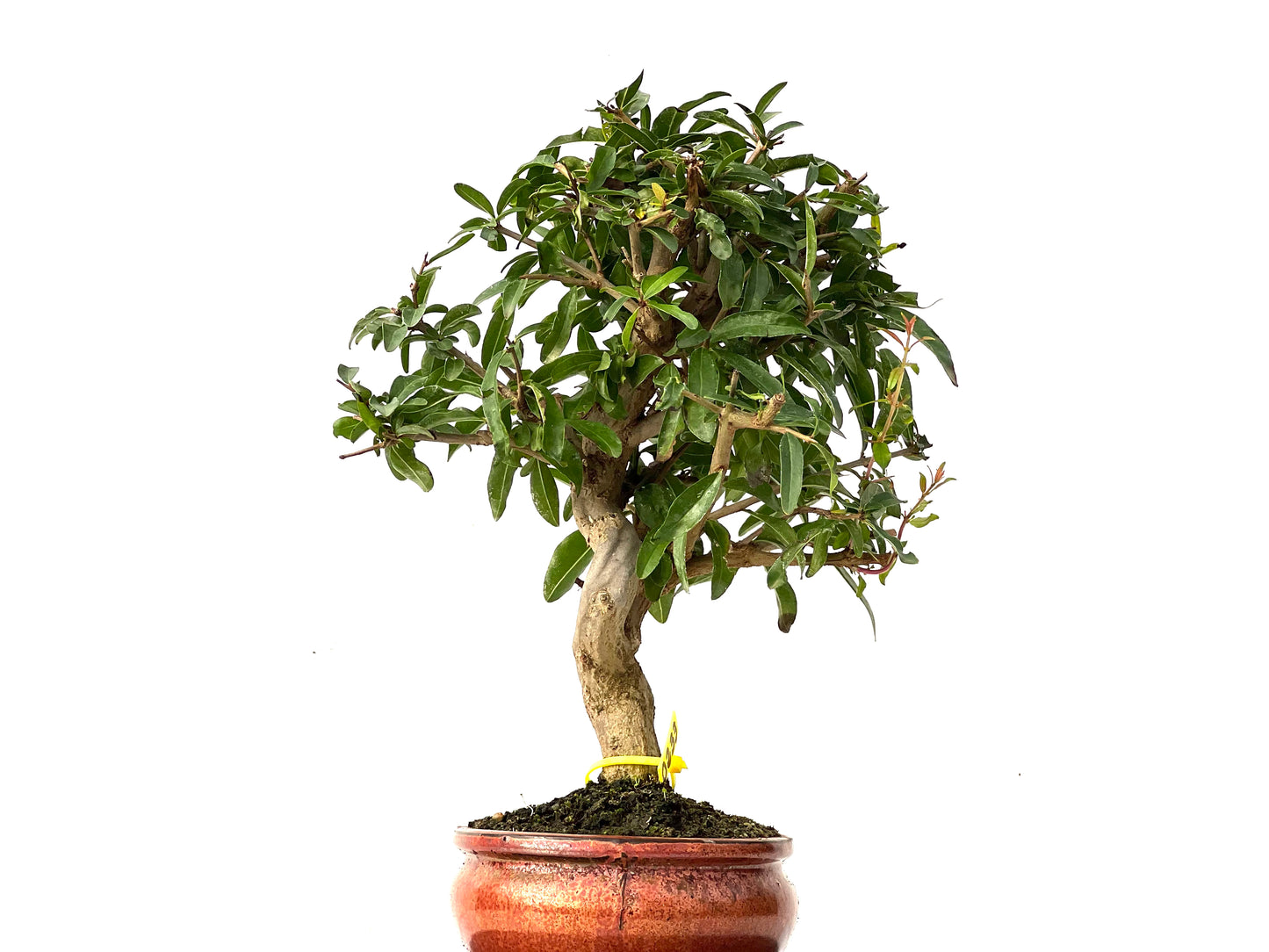 Punica Granatum Nejikan 0233