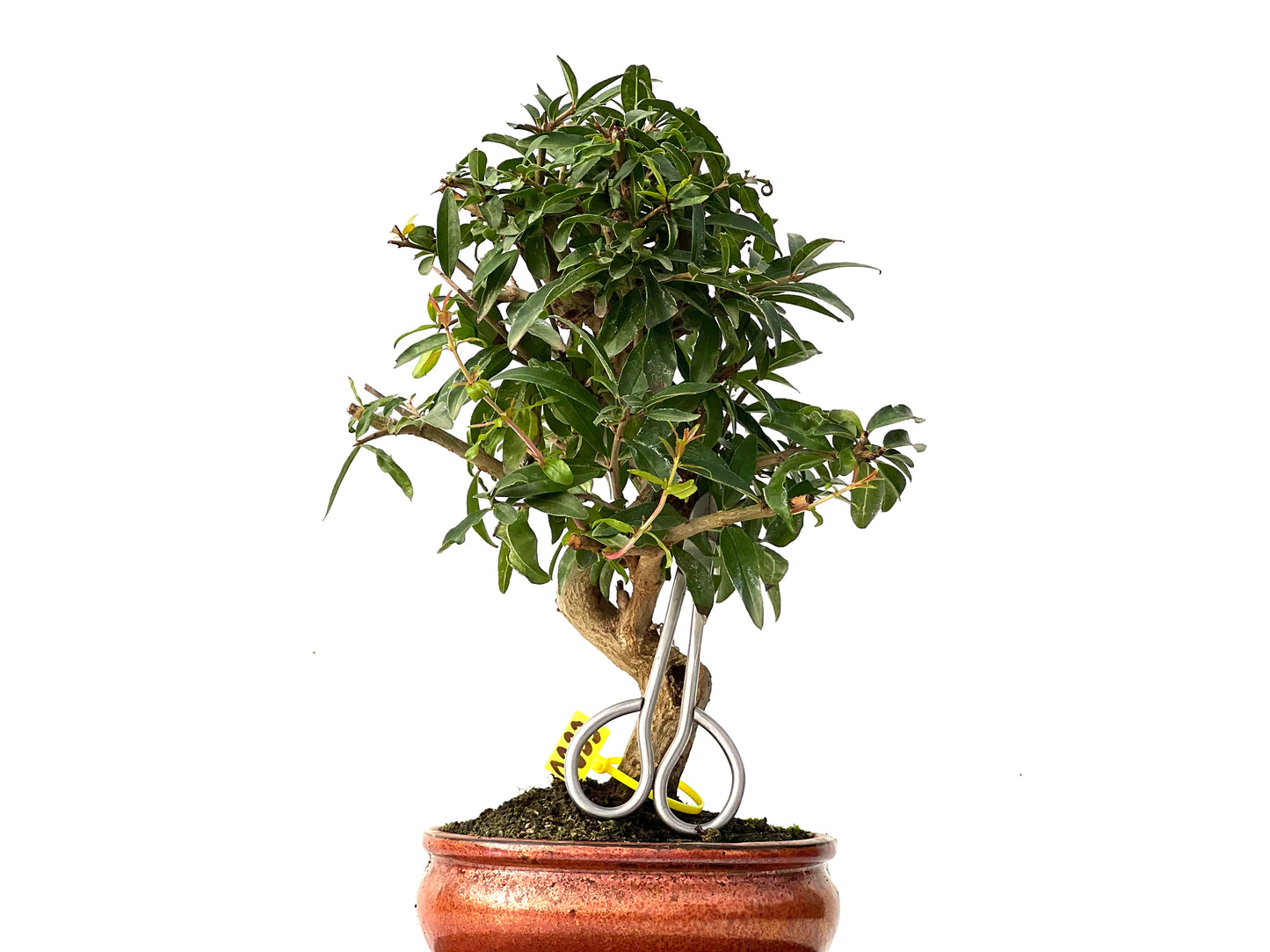 Punica Granatum Nejikan 0233