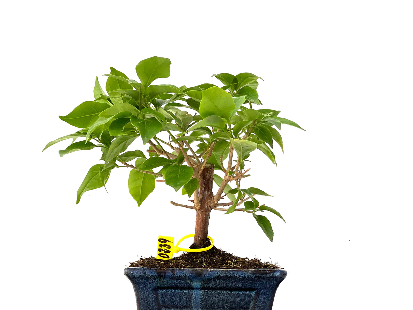 Buganvilla Glabra 0239
