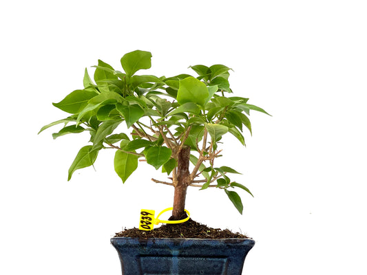 Buganvilla Glabra 0239
