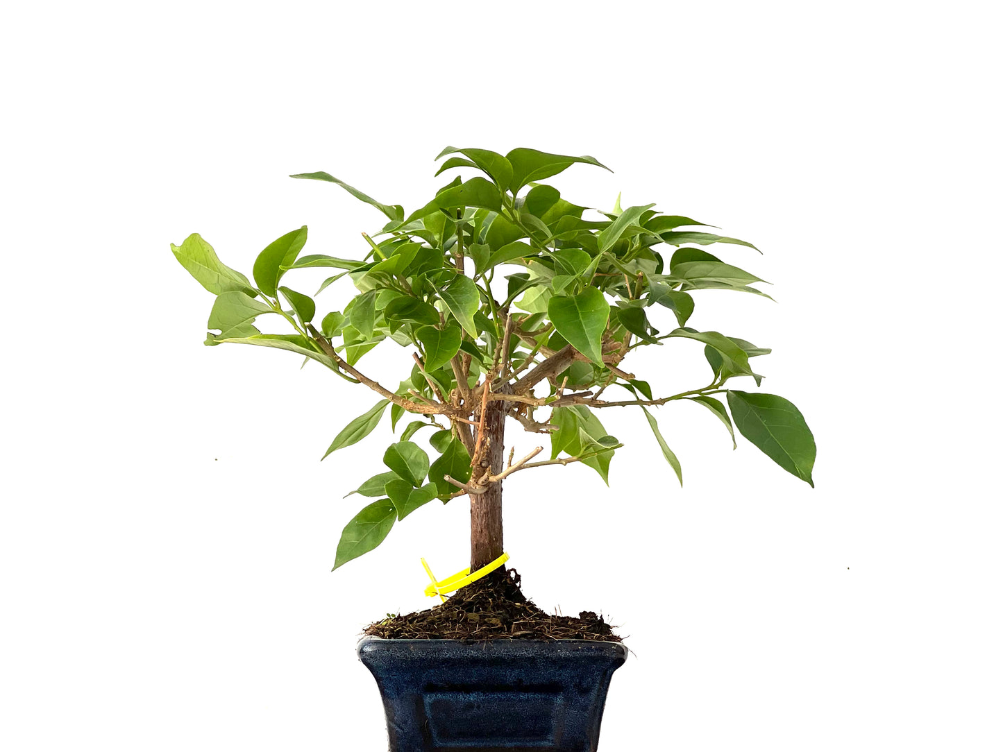 Buganvilla Glabra 0239