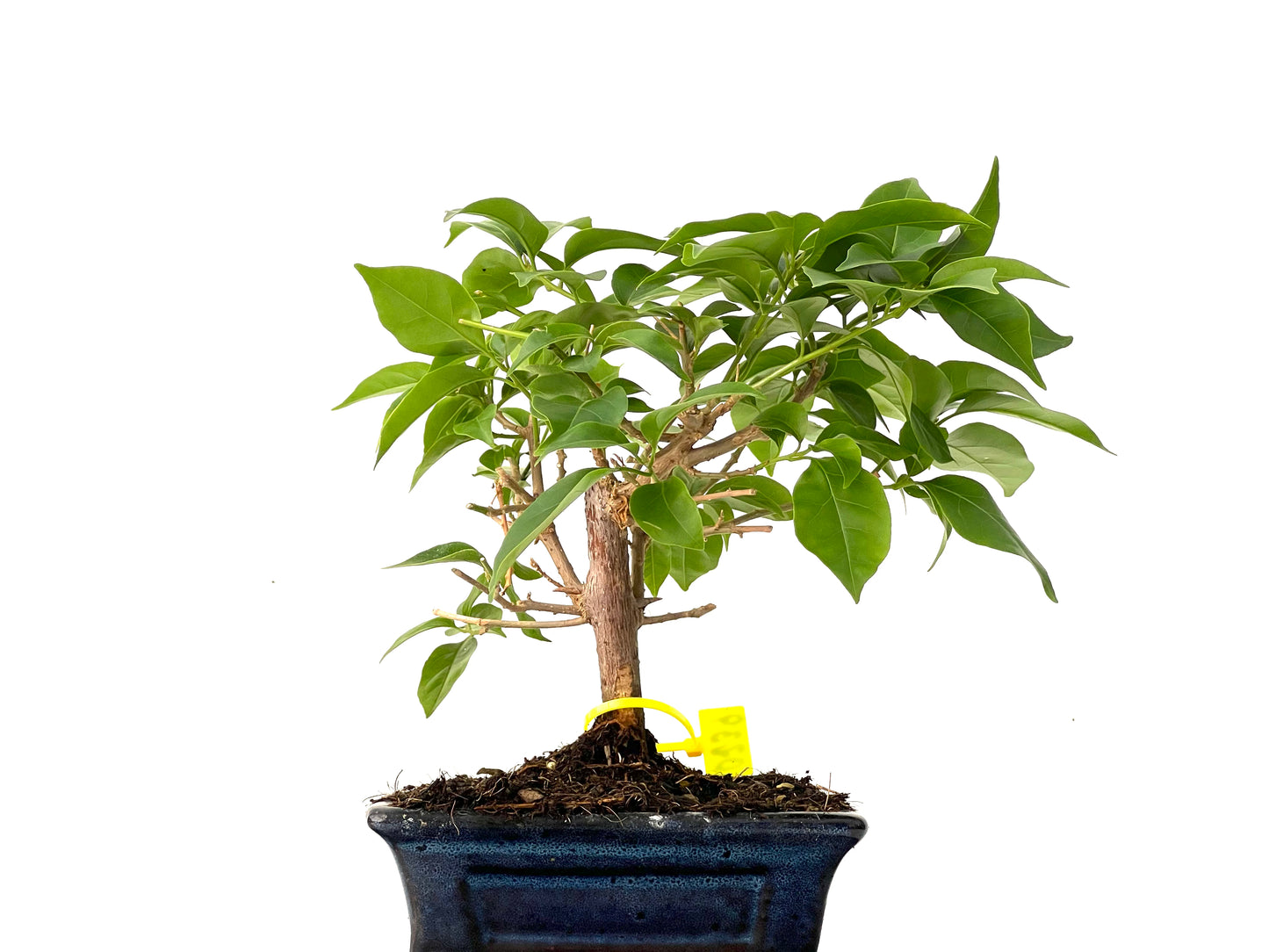Buganvilla Glabra 0239