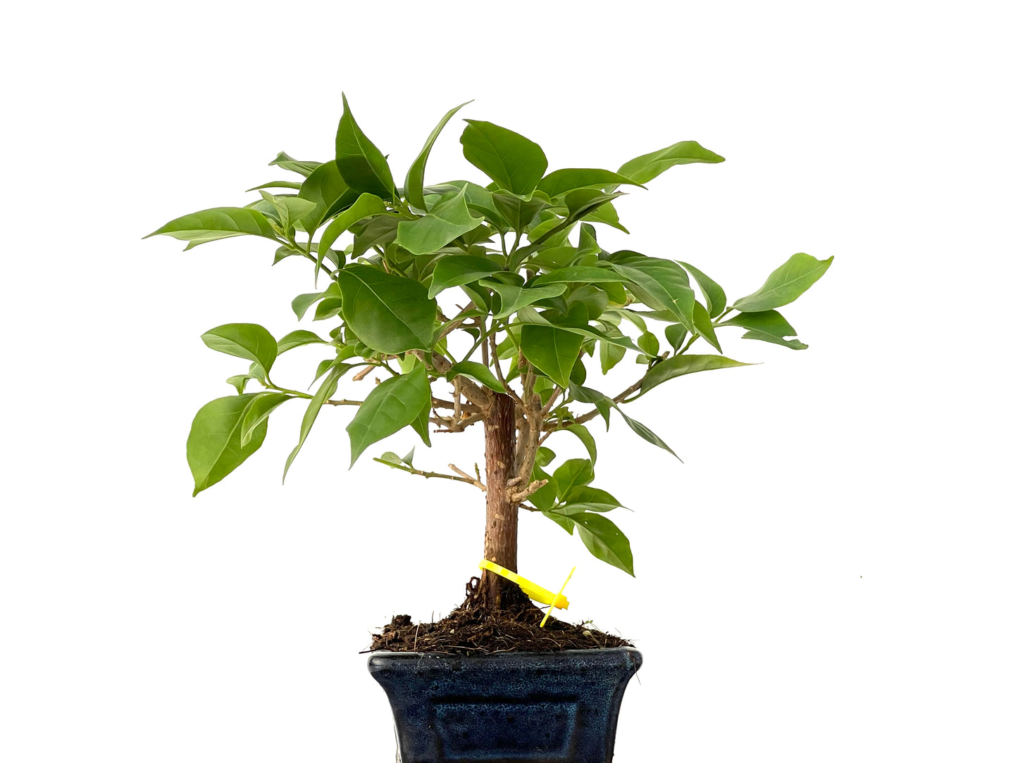 Buganvilla Glabra 0239