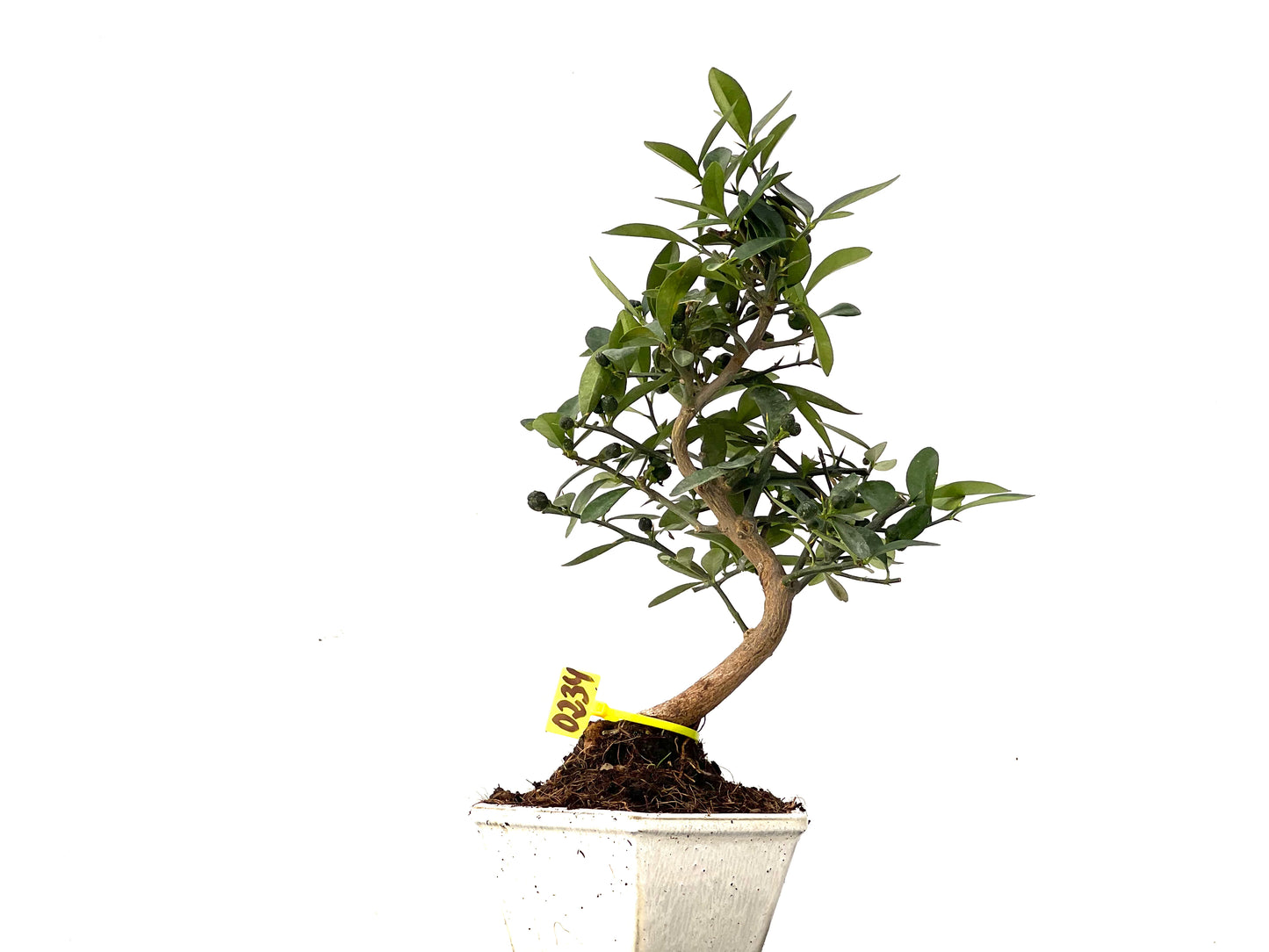 Citrus Kinzu 0234