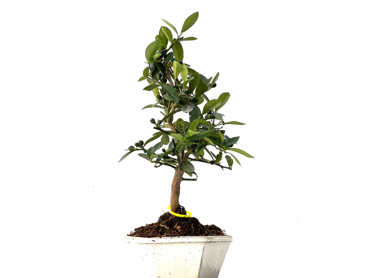 Citrus Kinzu 0234