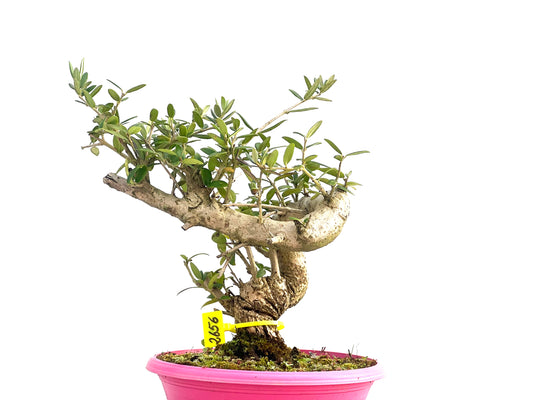 Olea Europaea sylvestris 2656