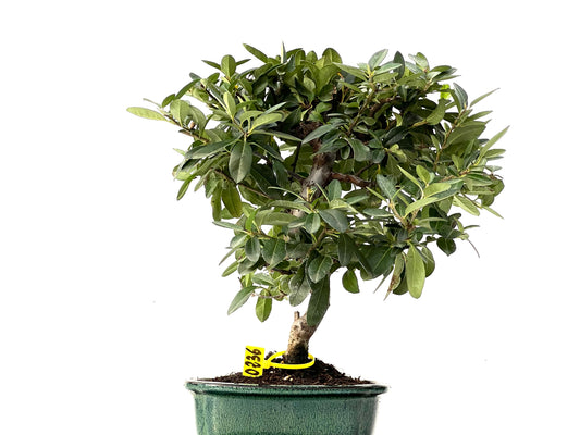 Pyracantha 0236