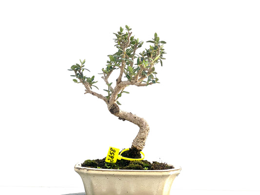 Olea Europaea Sylvestris 2658