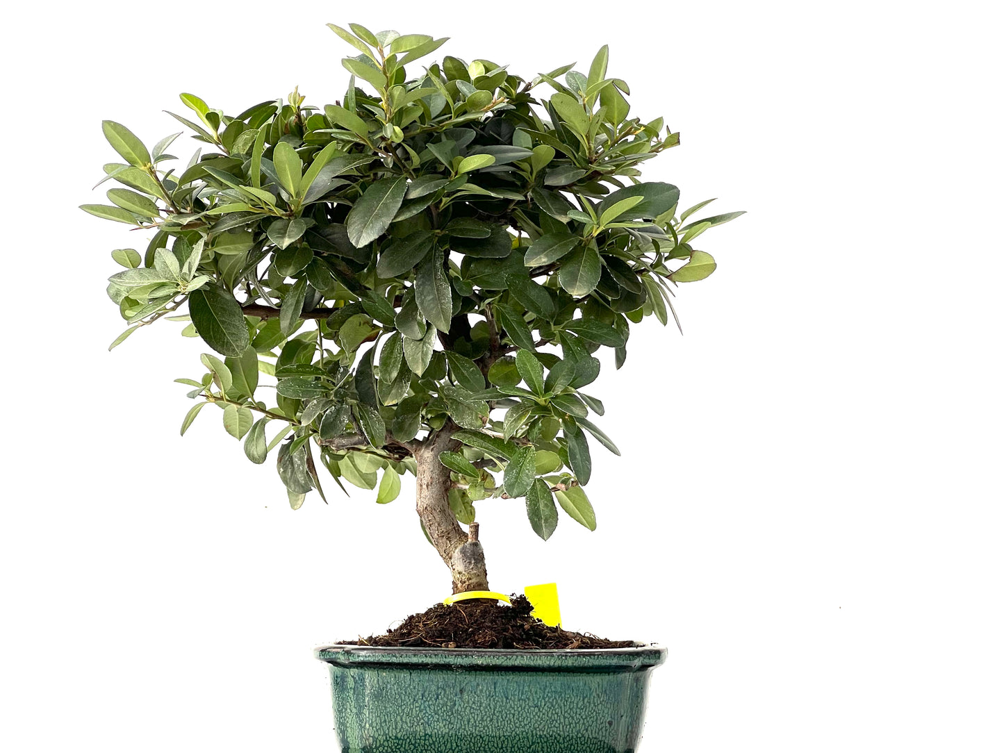 Pyracantha 0236