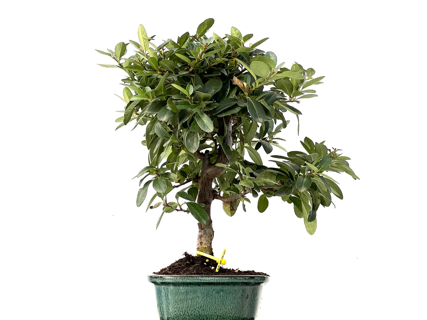 Pyracantha 0236