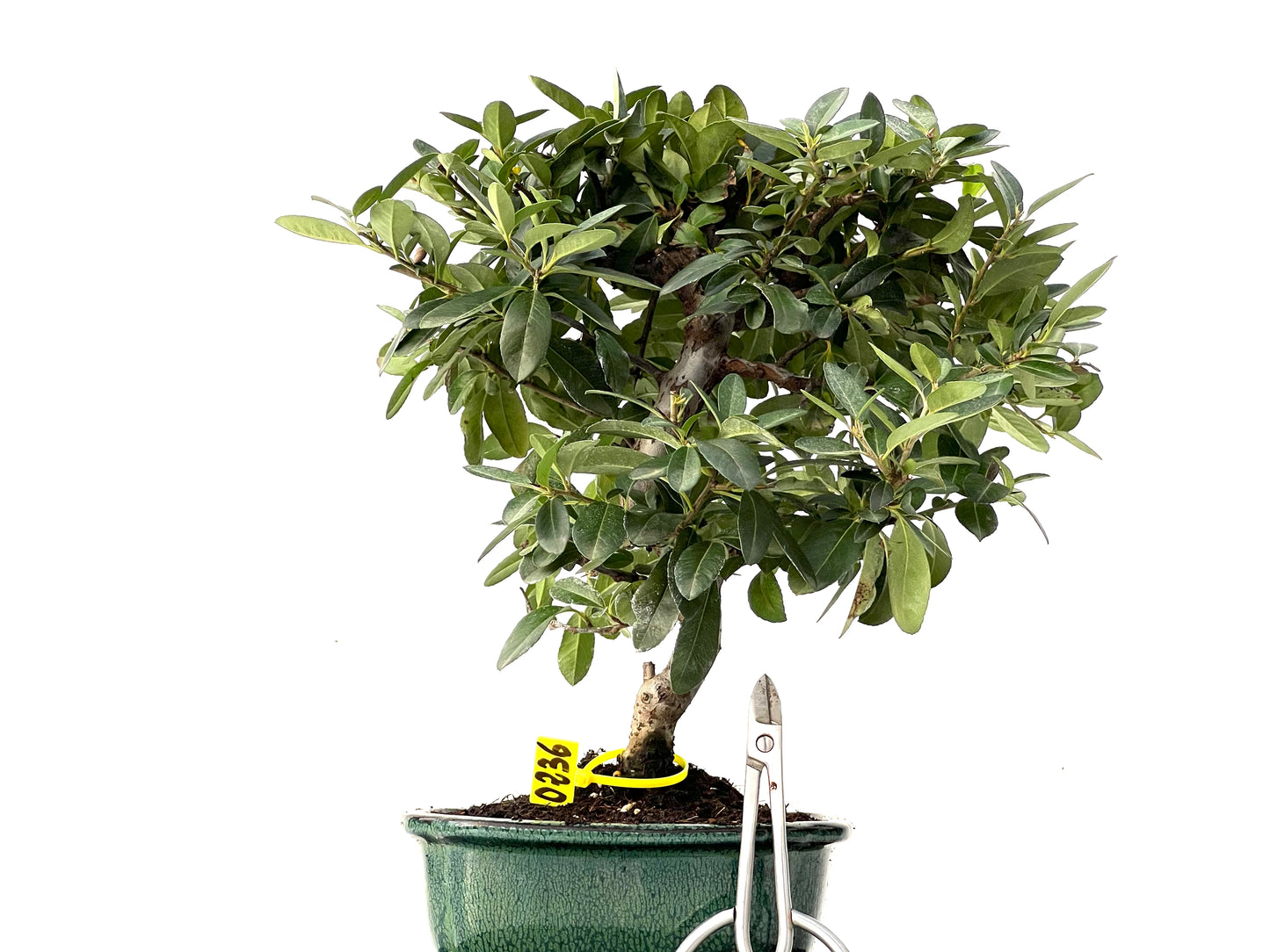 Pyracantha 0236