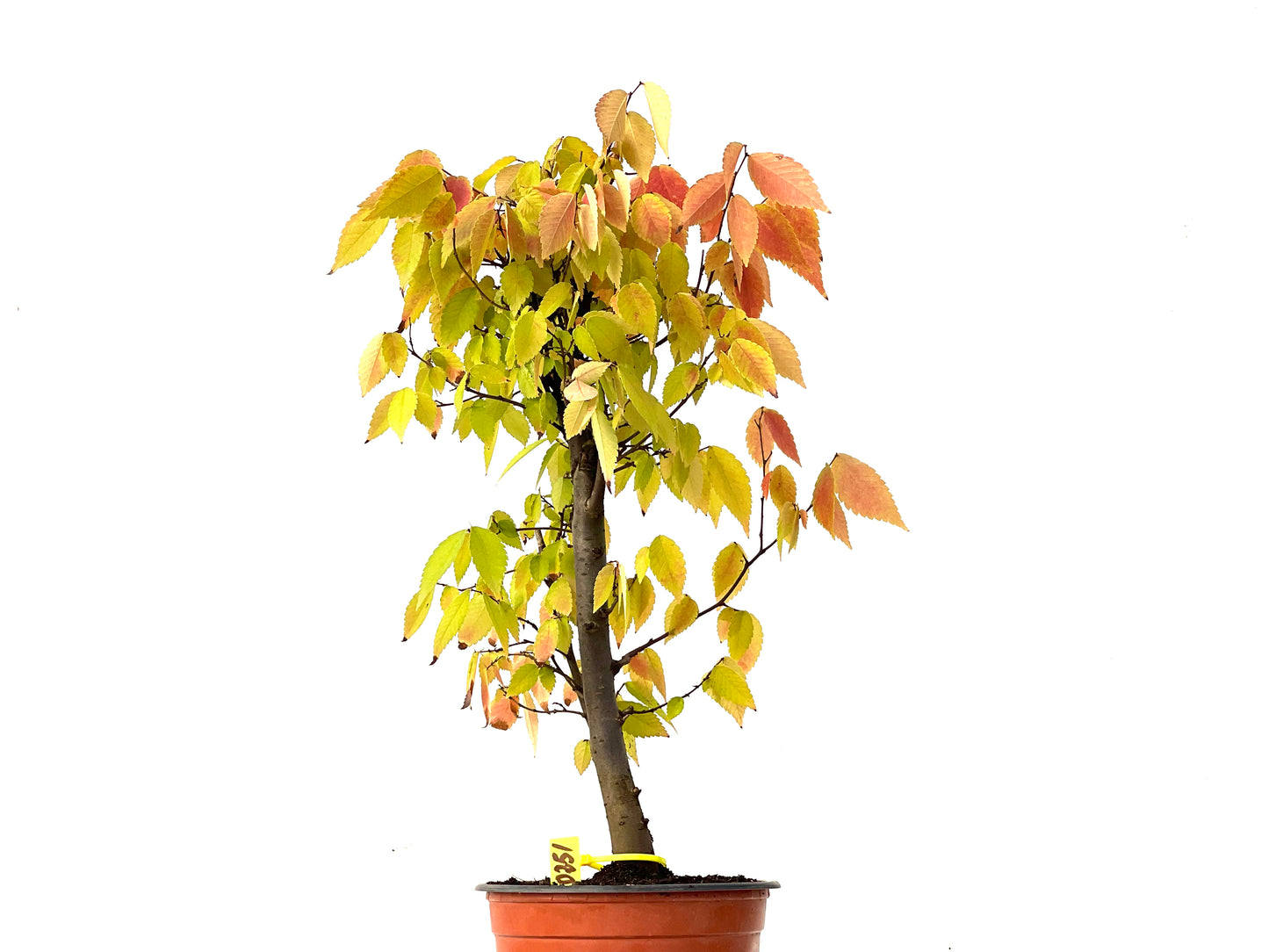 Zelkova Serrata 0251