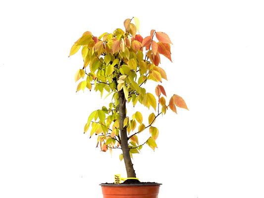 Zelkova Serrata 0251