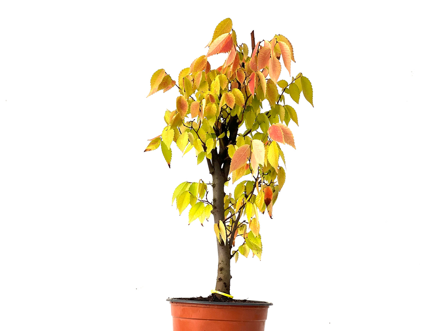 Zelkova Serrata 0251