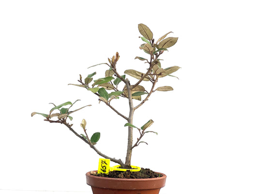 Eleagnus Pungens 2657
