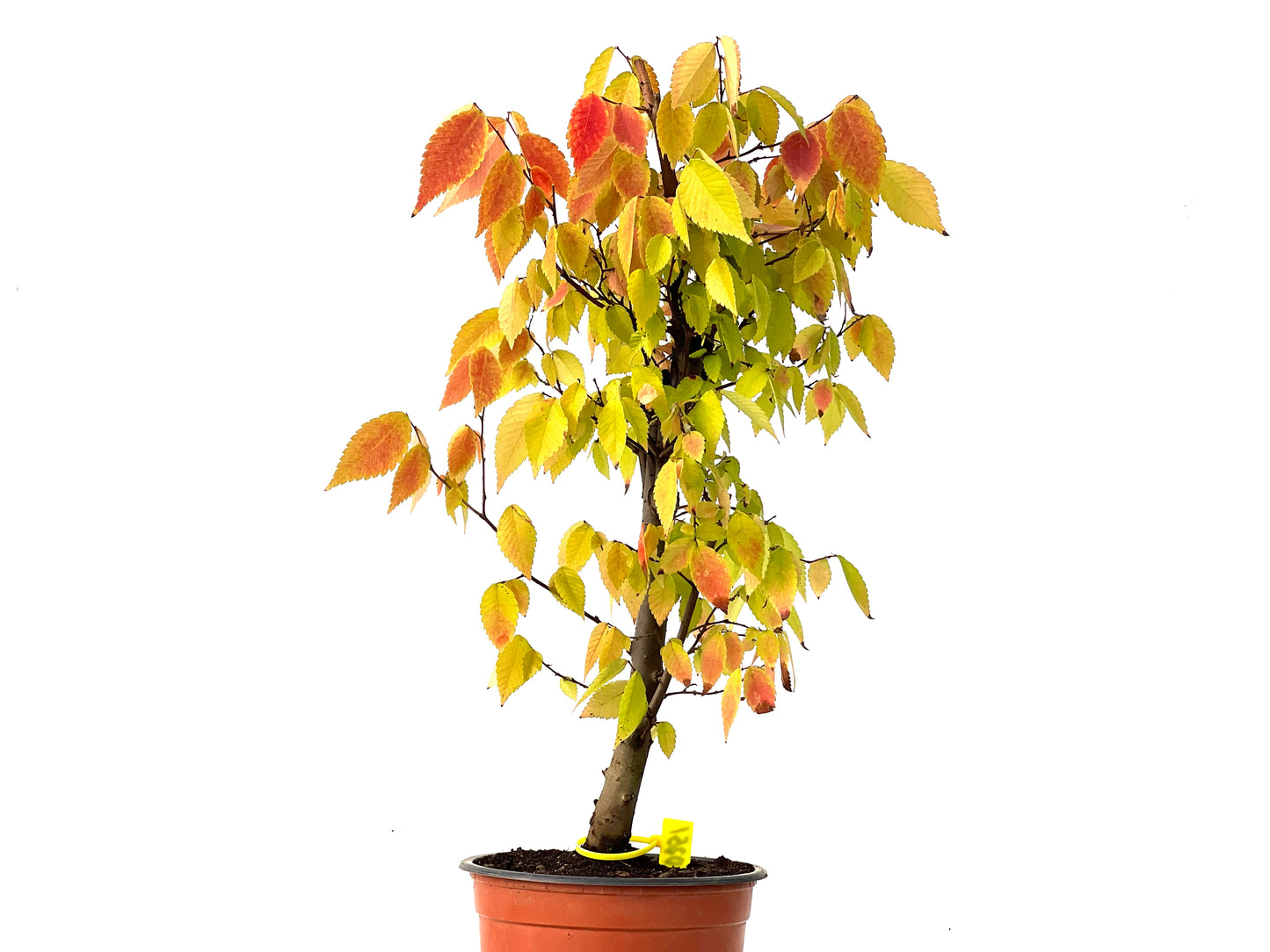 Zelkova Serrata 0251
