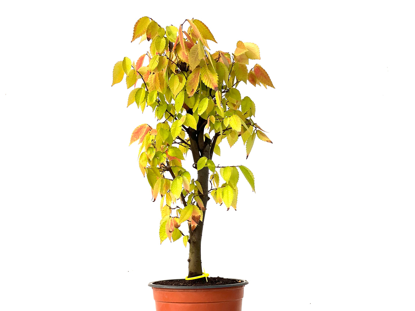 Zelkova Serrata 0251
