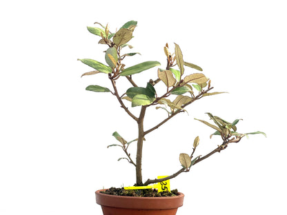 Eleagnus Pungens 2657