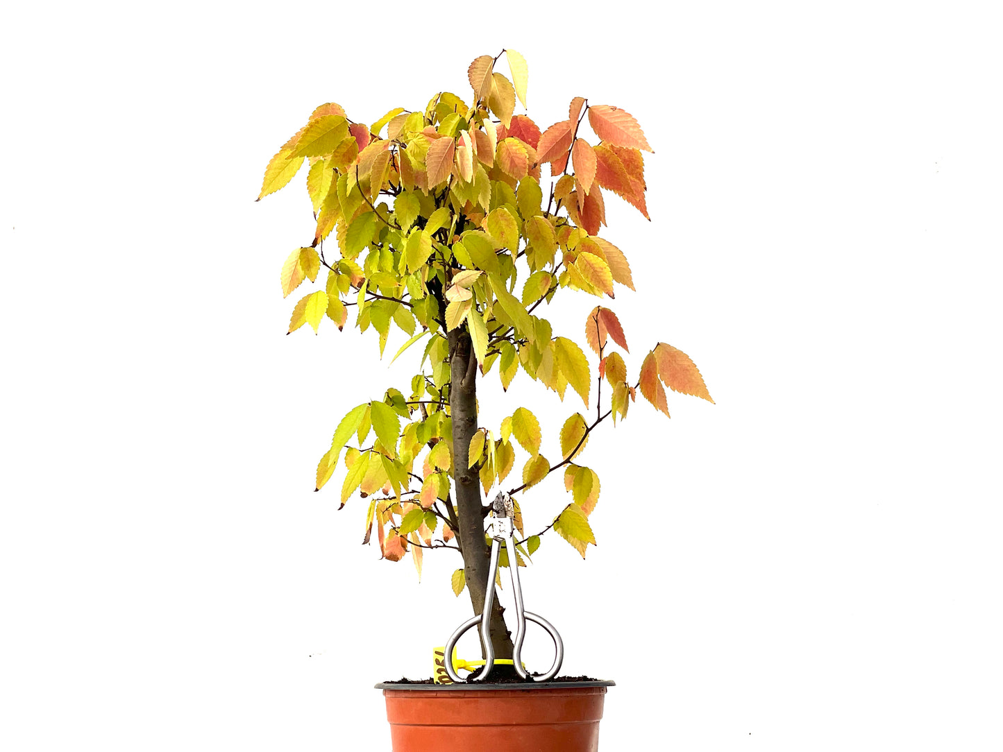 Zelkova Serrata 0251