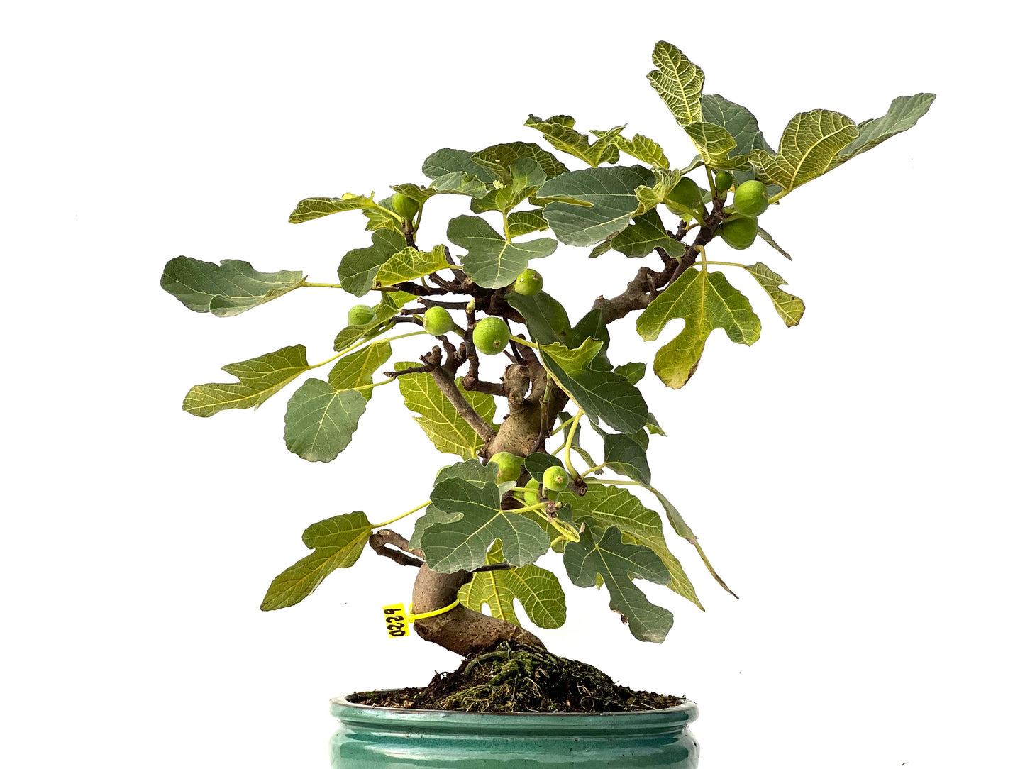 Ficus Carica 0229