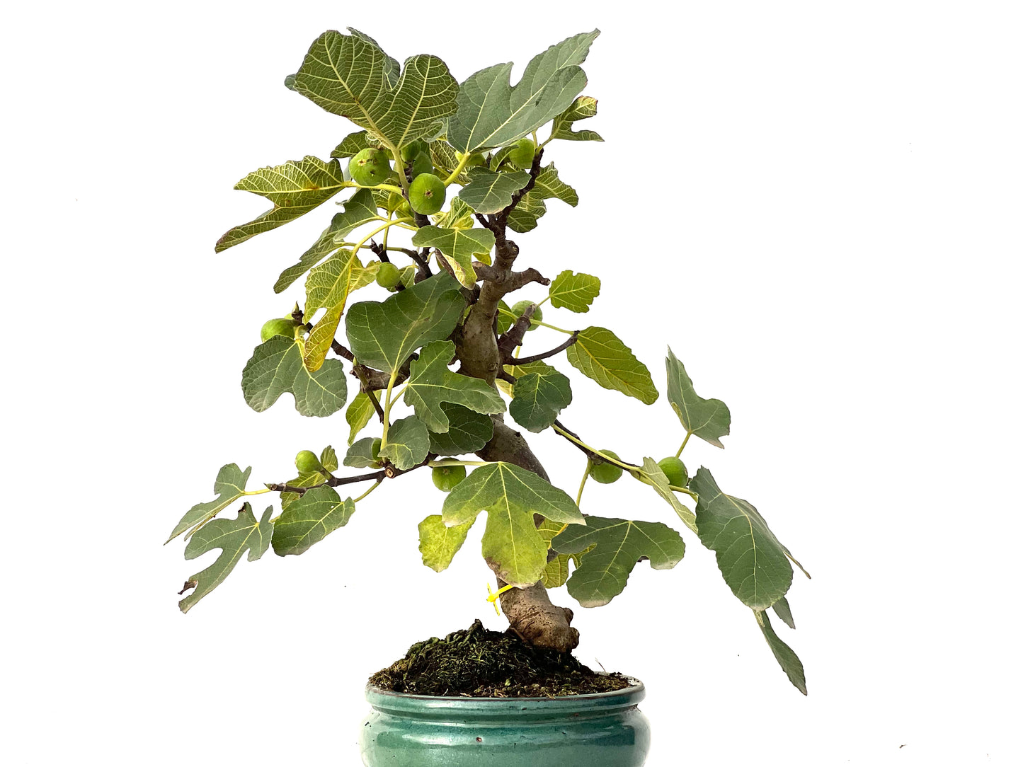 Ficus Carica 0229