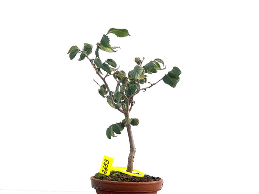 Zelkova Serrata 2653
