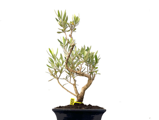 Olea Europaea 0253