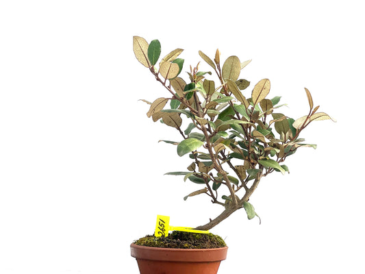 Eleagnus Pungens 2651