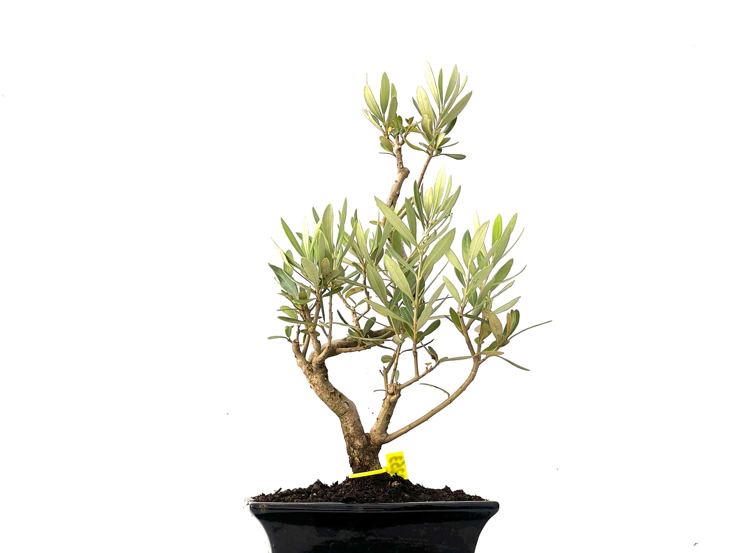 Olea Europaea 0253
