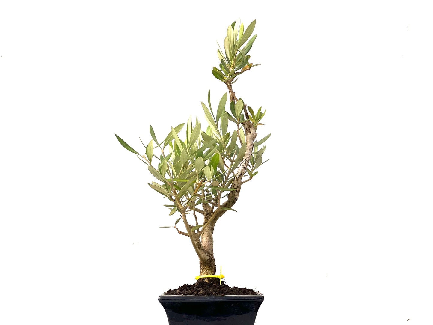 Olea Europaea 0253