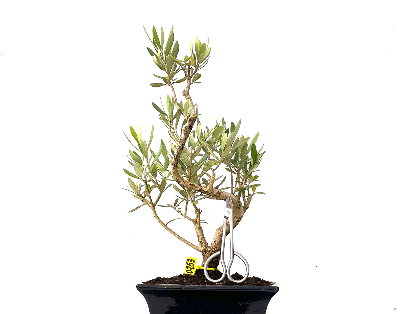 Olea Europaea 0253