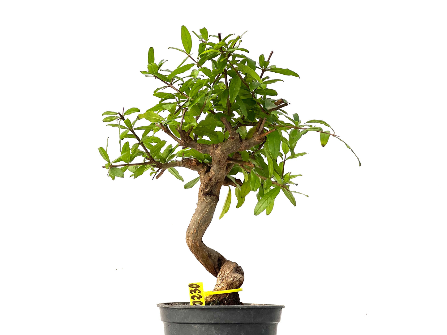 Punica Granatum Nejikan 0230