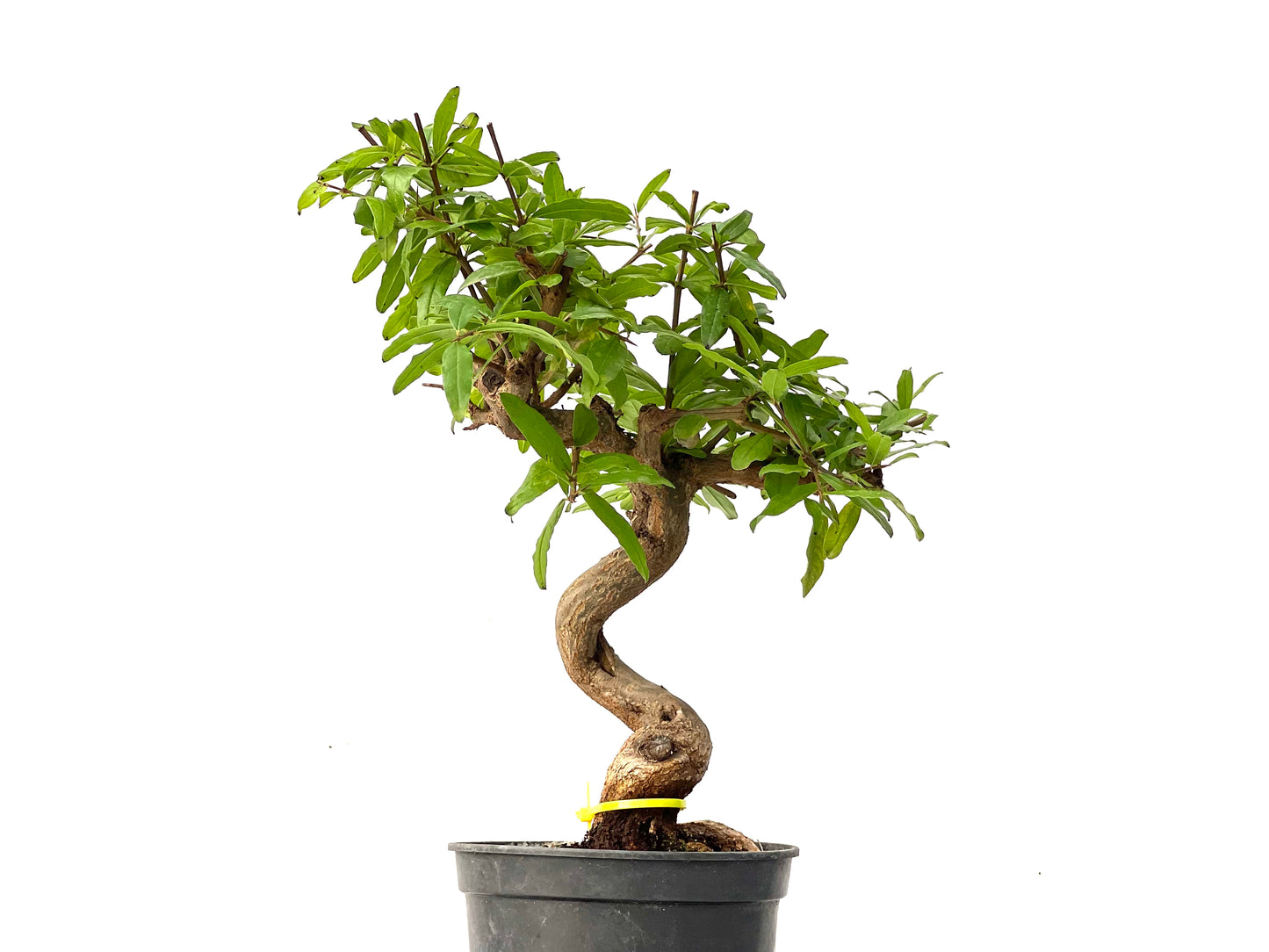 Punica Granatum Nejikan 0230