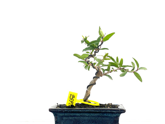 Punica Granatum Nejikan 2652