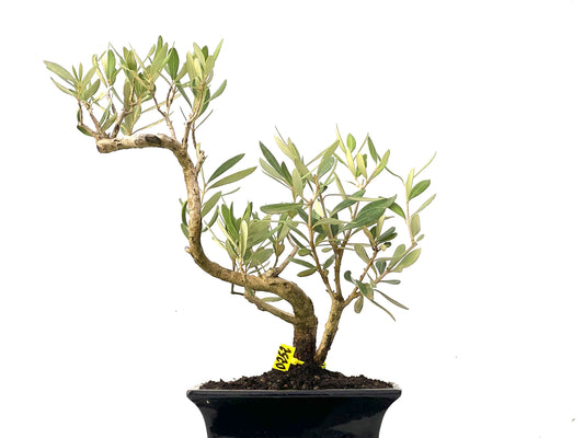 Olea Europaea 0252