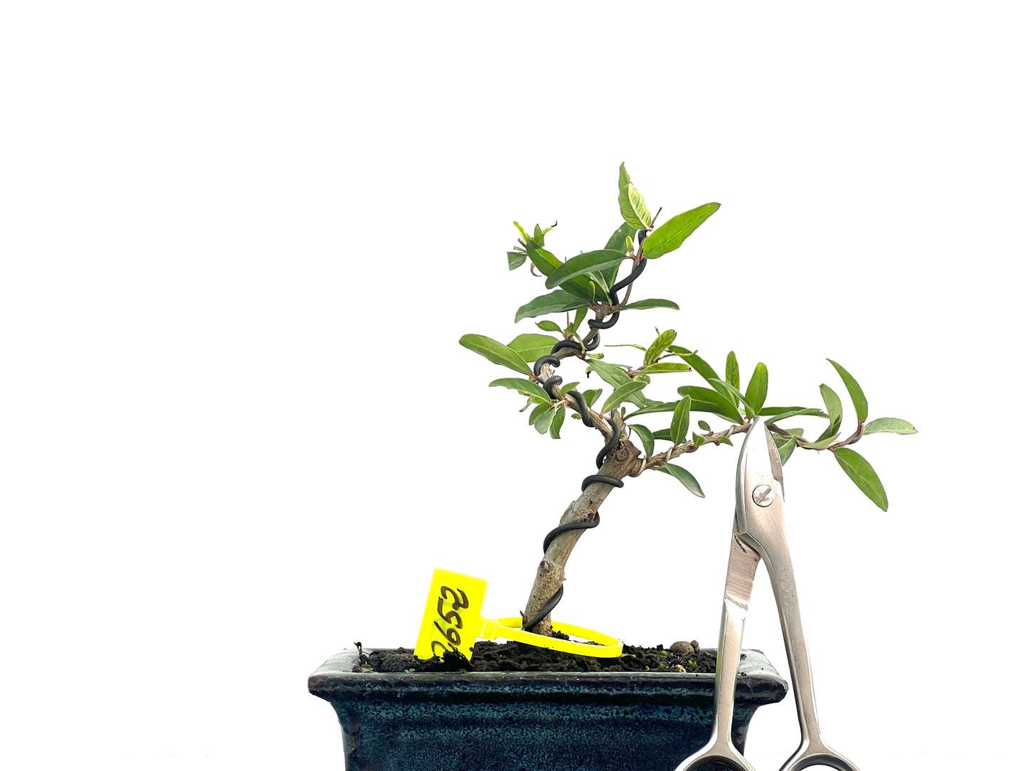 Punica Granatum Nejikan 2652